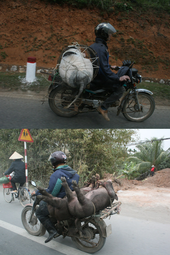 CHARCUTERIE_003 * le dernier voyage du  cochon vietnamien