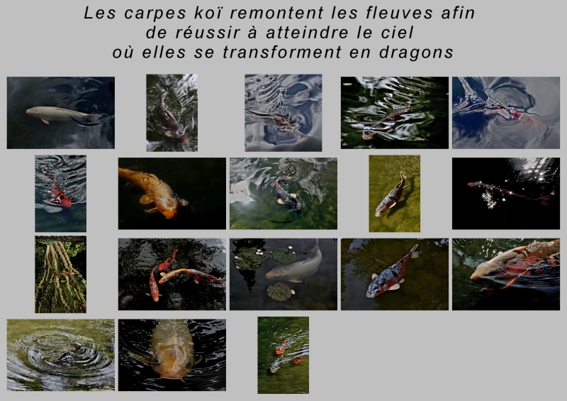 Carpes Koï